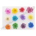 Сухие цветы для дизайна ногтей, 1 набор из 12 различных цветов (60 шт.) 
